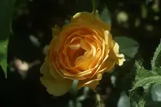 Amber Queen Buschr. Harkness 1984.webp