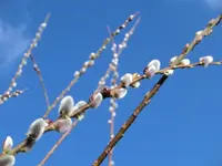 CIMG2552.webp
