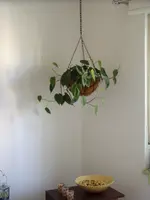 2 - Philodendron scandens. Mai 2012.webp