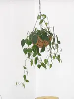 3 - Philodendron scandens - September 2012.webp