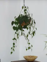 5 - Philodendron scandens - Februar 2013.webp