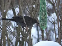 Amsel.jpg