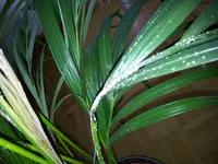 20130210_154418-1863812213.webp