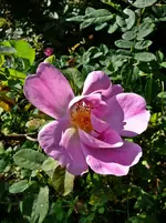 Rosa glutinosa.webp