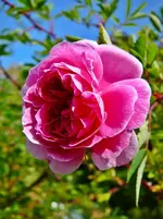 Rosa muscosa c.webp