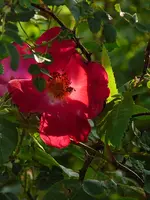 Rose Eos.webp