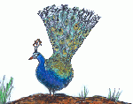 pfau_0005.gif