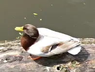 DSC_7697 braune Ente.webp