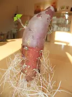 DSCF7017.webp