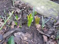 Allium.webp
