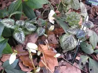 Christrose.webp