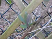 Geißblatt.webp