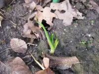 Knoblauch.webp
