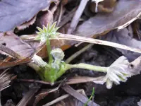 Lupine (2).webp