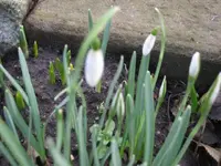Schneeglöckchen.webp