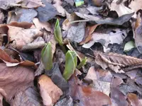 Tulpen.webp