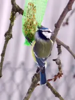 DSCN8093.webp