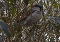 Tarnspatz.webp