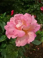 Rose Freisinger Morgenröte.webp