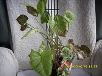 DSCI0647.webp