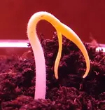 pepper_seedling_0.webp