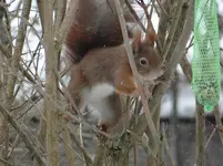 Eichhörnchen1.webp
