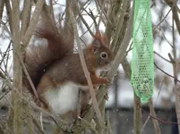 Eichhörnchen2.webp