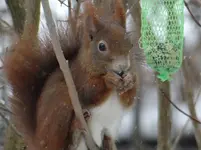 Eichhörnchen4.webp
