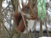 Eichhörnchen5.webp