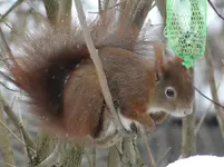 Eichhörnchen8.webp
