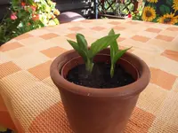 DSCF0807.webp