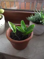 DSCF0993.webp