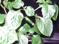 BILD2394.webp