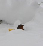 Rotkehlchen im Schnee.jpg