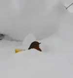 Rotkehlchen im Schnee.webp