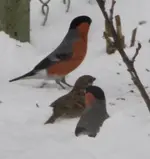 zwei Gimpel i Schneetreiben.webp