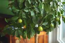 Orangenernte ist sicher_640.webp
