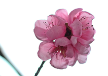 Zwerg_Nektarinenblüte_640.webp