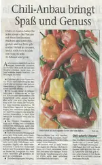 Chili-Anbau.webp