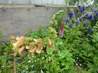 CIMG4237.webp