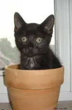Jack & John Juni 2010 10-1.webp