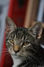 Jack Aug 2010.webp