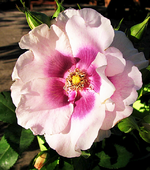 eyes 4 you.webp