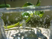 Ismene Das Wunderglas.webp