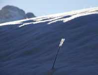 Schneerose1 Wo Schatten ist, ist auch Licht!.webp