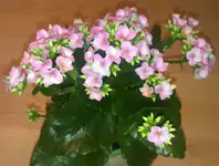 IMAG0181.webp