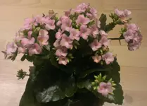 IMAG0182.webp
