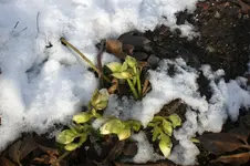 Garten 02 2013 002.webp