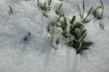 Garten 02 2013 003.webp
