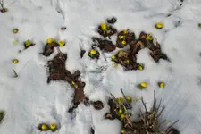 Garten 02 2013 035.webp